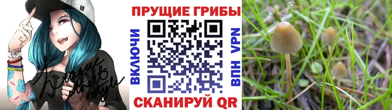 где найти наркотики  Слюдянка  Галлюциногенные грибы мухоморы 